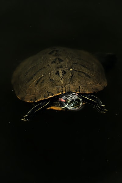 brown and black turtle on water